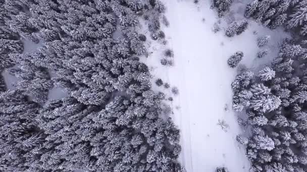 Forêt de conifères, la route est parsemée de neige et se dresse voitures. Vue d'en haut. Vue aérienne — Video
