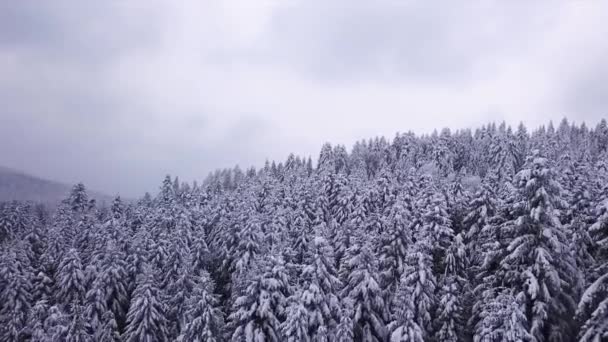 Los pinos están cubiertos de nieve. Vista desde arriba. Vista aérea — Vídeos de Stock