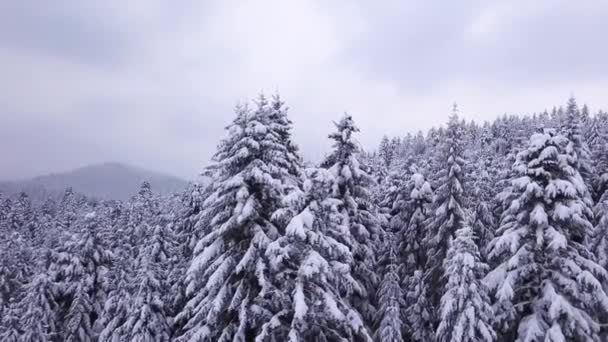 Χειμώνας δάσος κωνοφόρων. Θέα από ψηλά. Εναέρια άποψη — Αρχείο Βίντεο