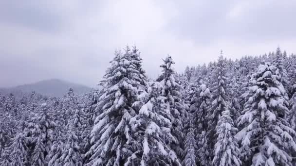 Winter naaldhout bos. Bekijk van bovenaf. Luchtfoto — Stockvideo