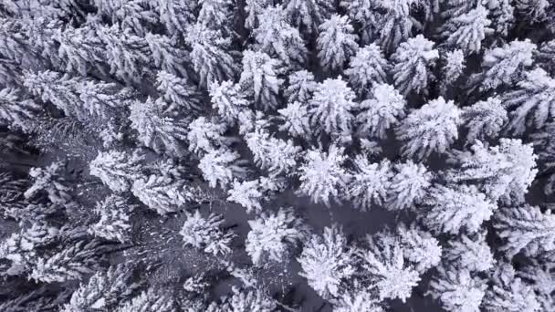 Winter naaldhout bos met een copter. Bekijk van bovenaf. Luchtfoto — Stockvideo