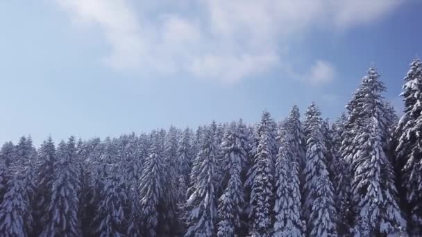 Winter forest in sunny weather, snowflakes fall. Aerial view — Stock Video