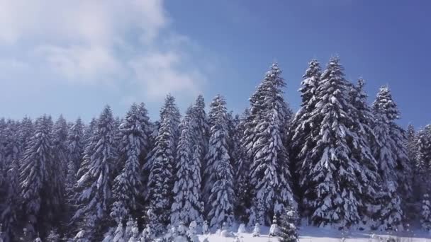 Winter coniferous forest in sunny weather. Aerial view — Stock Video