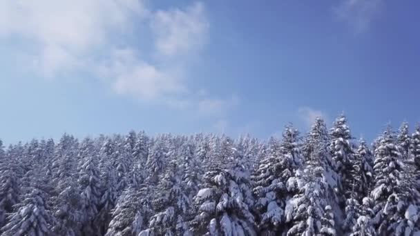 Foresta invernale con tempo soleggiato, fiocchi di neve cadono. Vista aerea — Video Stock