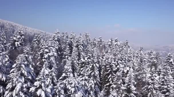 冬の針葉樹林。上からの眺め。航空写真ビュー — ストック動画