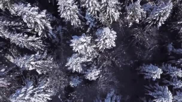 Forêt de conifères d'hiver. Vue d'en haut. Vue aérienne 