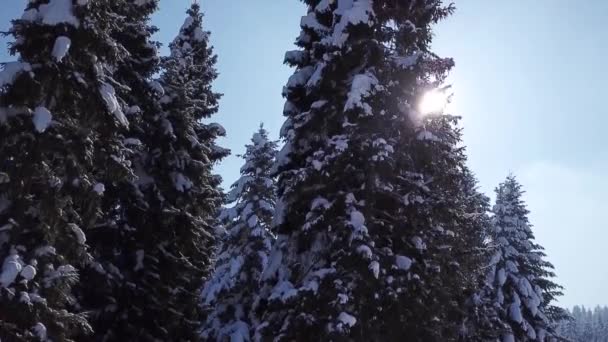 Sosny są pokryte śniegiem. Widok z góry. Widok z lotu ptaka — Wideo stockowe