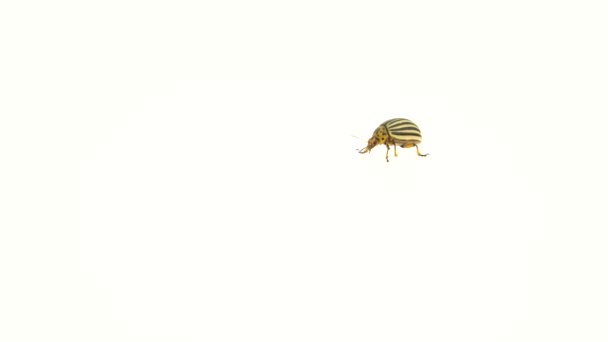 Lo scarabeo del Colorado corre verso un cespuglio di patate su uno sfondo bianco — Video Stock