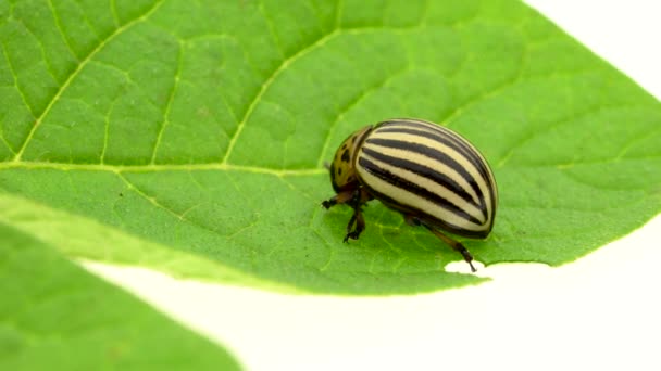 白地に緑の葉の上に座っているコロラド州カブトムシ — ストック動画