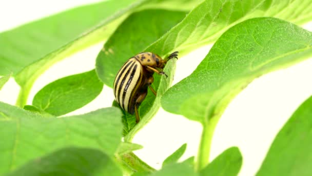 Escarabajo Colorado se sienta sobre una hoja verde sobre un fondo blanco — Vídeos de Stock