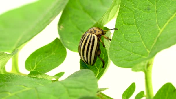 Colorado beetle on a leaf on a white background — Stock Video