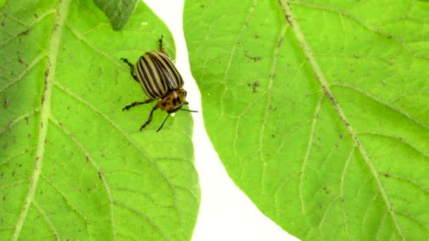 Gestreepte colorado beetle een stengel van aardappelen eten op een witte achtergrond bovenaanzicht — Stockvideo
