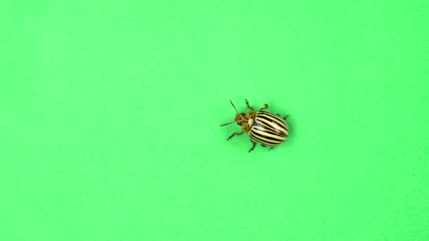 Yeşil ekran üzerinde yürüme colorado patates böceği böcek — Stok video