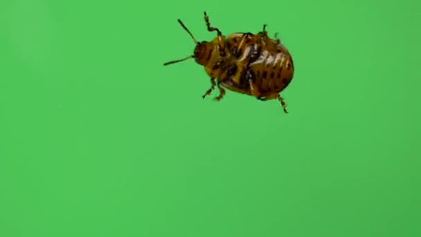 Bug besouro batata Colorado andando na tela verde. vista inferior — Vídeo de Stock