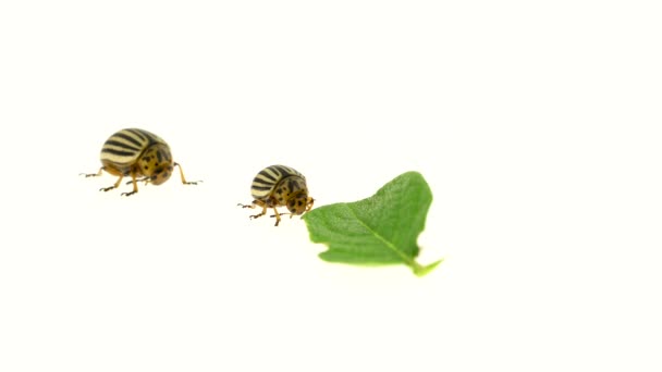 Deux coléoptères colorado mangeant des feuilles sur fond blanc — Video