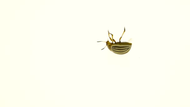 科罗拉多甲虫在白色背景前旋转背面 — 图库视频影像