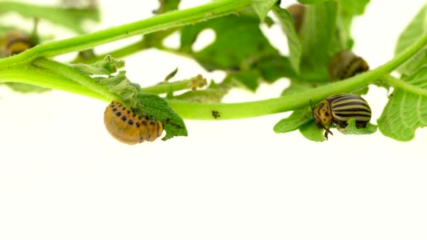 Larven van een bug aardappel eten een struik op witte achtergrond — Stockvideo