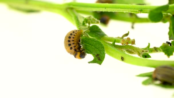 Colorado beetle and larvae eat potato stalk on a white background — Stock Video