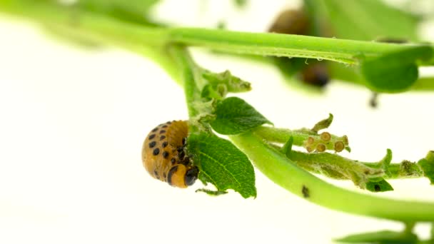 콜로라도 감자 딱정벌레는 흰색 바탕에 잎을 먹으십시오 — 비디오