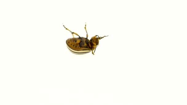 Colorado garras de escarabajo en la parte superior girando de un fondo blanco. Movimiento lento — Vídeo de stock