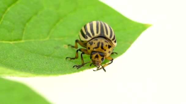 Colorado beetle is a leaf on a white background. Slow motion — Stock Video