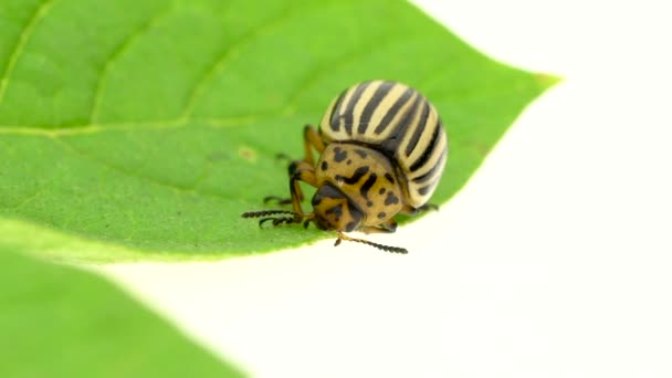 Der Kolorado-Käfer ist ein Blatt auf weißem Hintergrund. Zeitlupe — Stockvideo