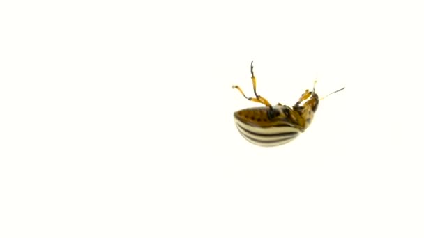 Colorado böceği beyaz bir arka plan üst iplik içinde paws. Ağır çekim — Stok video