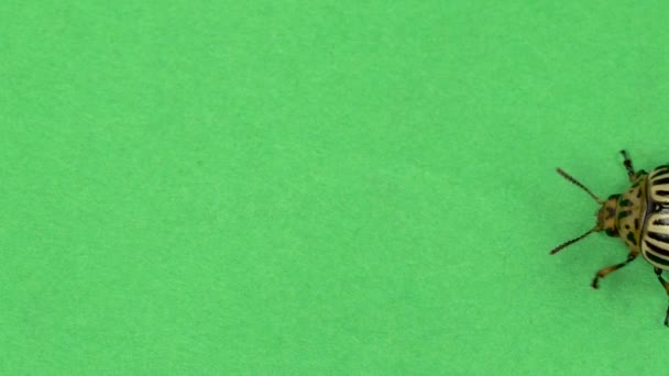 Жук Колорадо на зеленом экране. Медленное движение — стоковое видео