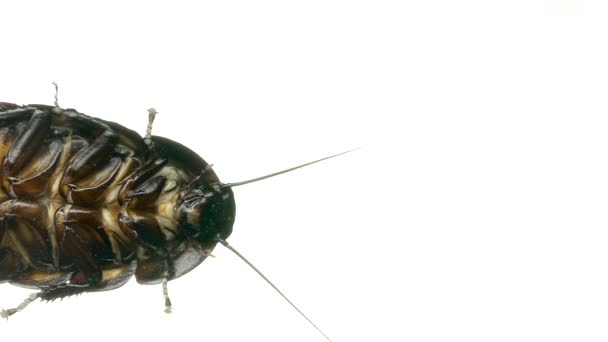 Μαδαγασκάρη κατσαρίδα τρέχει. Λευκό φόντο. Κάτω όψη. Αργή κίνηση — Αρχείο Βίντεο