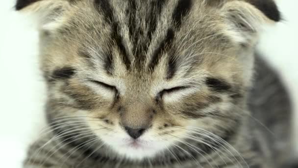 Kitten está durmiendo en una habitación blanca. De cerca. — Vídeo de stock