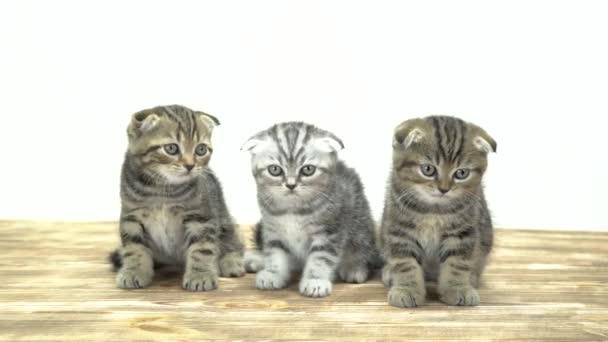 Drie kleine katjes zitten en mew. Witte achtergrond — Stockvideo