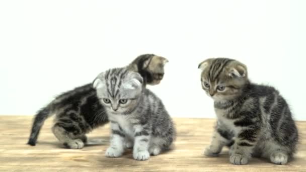 Opgewonden Kittens Lopen Rond Verschillende Richtingen Miauw Witte Achtergrond — Stockvideo