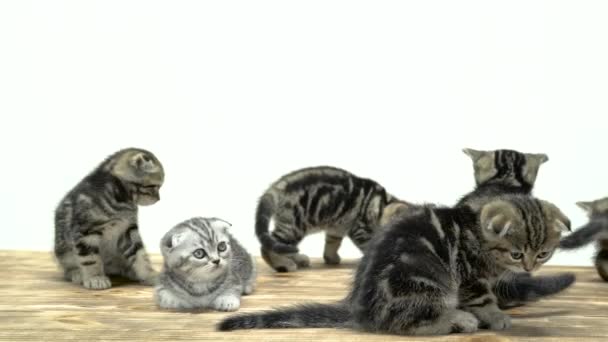 Molti piccoli gattini scozzesi piega e dritto stanno correndo in giro. Fondo bianco — Video Stock