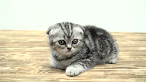 Διπλωμένο toddler γατάκι scottish Διπλώνετε παίζεται κοιτώντας ψηλά. Λευκό φόντο — Αρχείο Βίντεο