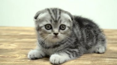 İri gözlü yavru kedi İskoç fold oturur. Beyaz arka plan