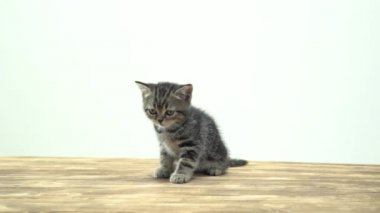 Çizgili kedicik İskoç düz ADGG. Beyaz arka plan