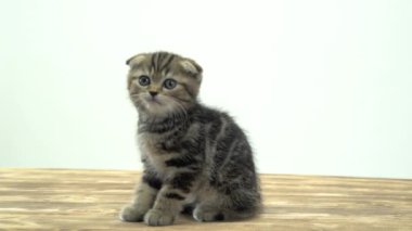 Yavru kedi onun pençe ve ADGG yalıyor. Beyaz arka plan