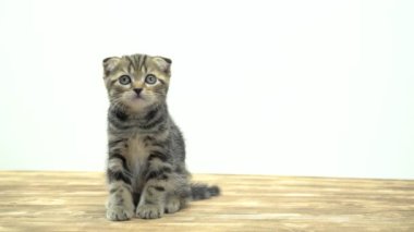 Küçük şeritli yavru kedi bir ahşap zemin ve yalamak üzerinde oturur. Beyaz arka plan