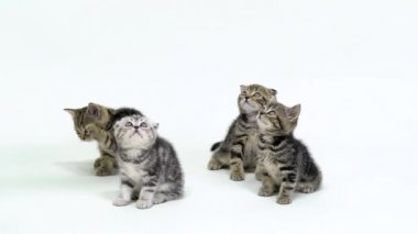 Dört İskoç fold ve düz yavru kedi beyaz bir stüdyoda bak. Beyaz arka plan. Ağır çekim