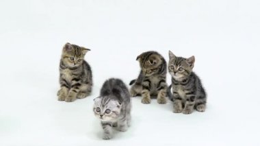 Küçük İskoç kedi yavrusu arayabilir ve yerde yürümek. Beyaz arka plan. Ağır çekim