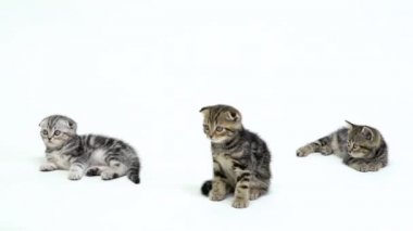 İki yavru kedi bir esnemede yere yat. Beyaz arka plan. Ağır çekim