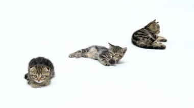 Yavru kedi ayakları yerde yatarken yala. Beyaz arka plan. Ağır çekim