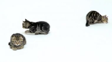 Üç yavru kedi yerde bekletin. Beyaz arka plan. Ağır çekim