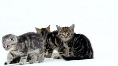 Birçok İskoç fold ve düz yavru kedi taraf dolu. Beyaz arka plan. Ağır çekim