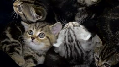 Küçük kedi yavrusu İskoç fold ve düz kapalı bir alanda oturuyor