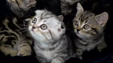 Küçük İskoç fold ve düz yavru kedi kapalı bir alanda oturuyor