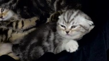 Korkmuş kedi sepetten elde etmeye çalışmak