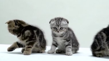 Yavru kedi sürünme ve etrafına bak. Beyaz arka plan. Ağır çekim