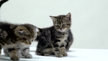 Yavru kedi İskoç fold ve düz sürünme ve etrafına bak. Beyaz arka plan. Ağır çekim