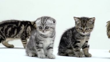 Yavru kedi İskoç fold ve düz sürünme ve etrafına bak. Beyaz arka plan. Ağır çekim